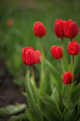 Obraz premium Photo of red tulips in a flower bed.