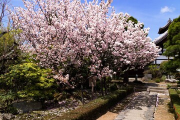 A selective focus shot of a traditional Japanese garden with cherry blossoms and trees in springtime