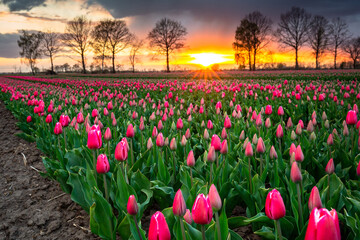 Obraz premium Sunset over the blooming tulips field in northern Poland