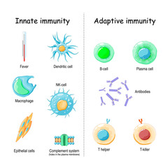 Fototapeta Innate and Adaptive immunity. comparison and difference obraz