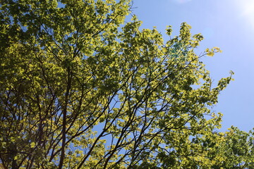 Green trees leaves (focus on the leaves)