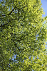 Green trees leaves (focus on the leaves)
