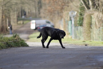 Dog street Hund
