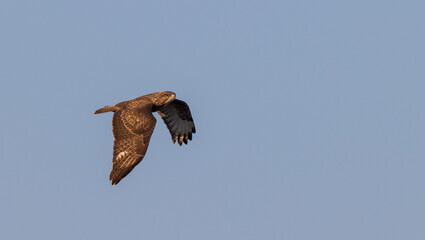 Common buzzard (Buteo buteo) in flight