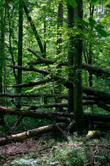 Fototapeta premium Alder tree deciduous stand