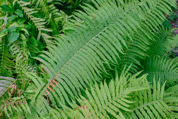Fototapeta na wymiar Common Lady Fern single leaf