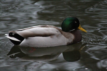 Ente 4