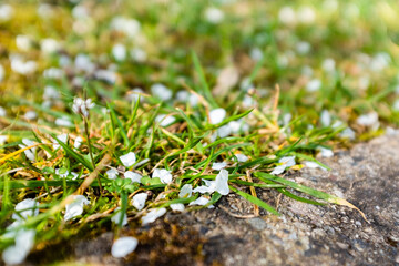 fallen petals on grass