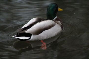 Fototapeta premium Ente 5