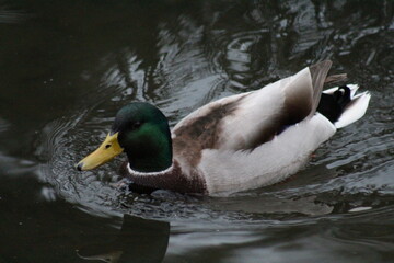 Ente im Wasser 