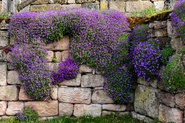 purple flowers on the wall - Powered by Adobe