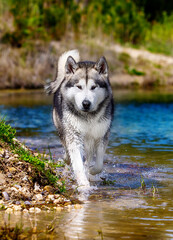 dog runs on a mountain river