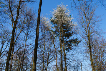 Obraz premium white flowers on top of a tall tree