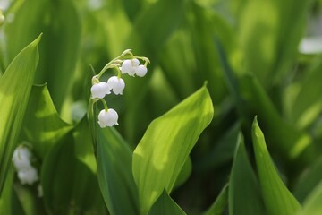 すずらんの花