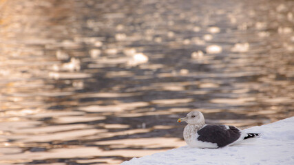 知布泊漁港ー流氷ー灰背鷗