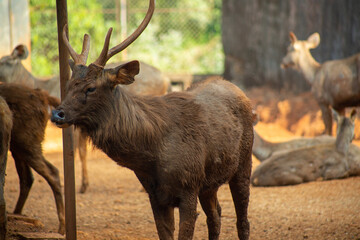 Fototapeta premium deer in the forest