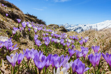 Eine Bergwiese mit Krokus und den verschneiten Alpen im Hintergrund