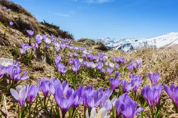 Foto auf Acrylglas Eine Bergwiese mit Krokus und den verschneiten Alpen im Hintergrund © by paul