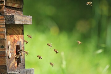 Petit groupe d'abeilles en vol devant leur ruche en bois de type Warré sur fond vert flou