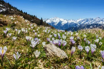 Fotobehang Krokus Eine Bergwiese mit Krokus und den verschneiten Alpen im Hintergrund  © by paul