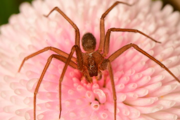 pink flower on spider macro shot