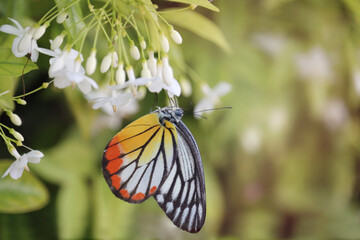 Closeup beautiful butterfly on wild water plum white flower in summer garden, monarch tiger butterfly wildlife insect in nature