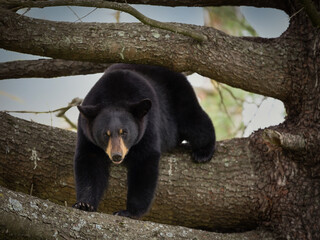 black bear in tree