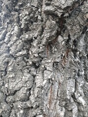 Oak bark and black ant.