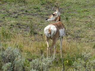 Pronghorn