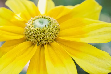 ヒマワリの花のクローズアップ
