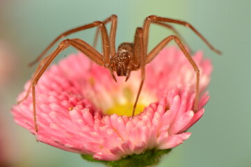 pink flower on spider macro shot