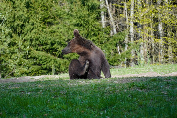 Bear playing and eating in his natural habitat