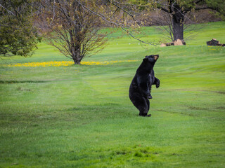 black bear standing