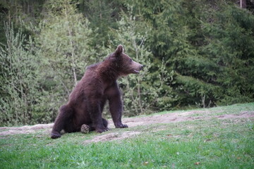 Bear playing and eating in his natural habitat