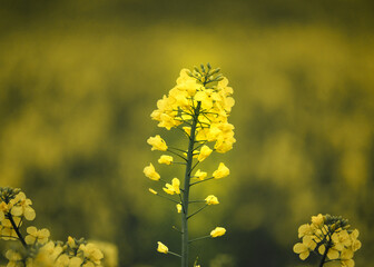 bright yellow rapeseed flowers in front of a blurred field of rapeseed