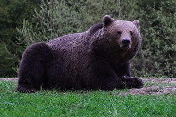 Fototapeta premium Bear playing and eating in his natural habitat