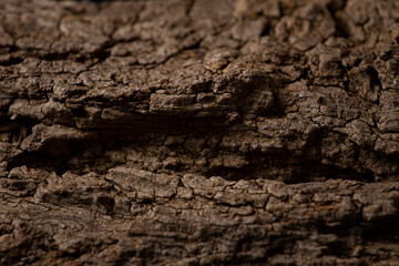 Tree bark, close-up, background, wallpaper, horizontal, no people,