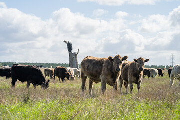 Angus and Murray grey cattle eating grass in Australia.