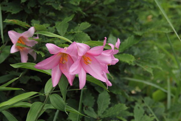 ひめさゆり群生地