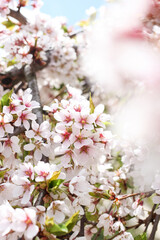 Spring bloom photography, fragrant fruit trees