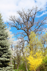Summer park, green foliage, spring, park, trees, landscape, beautiful sky, clouds
