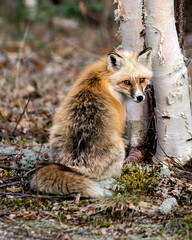 Red Fox Photo Stock. Unique fox close-up profile rear view by a birch tree  in the spring season in its environment with blur background displaying white mark paws, unique face, fur, bushy tail.