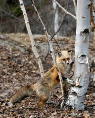 Red Fox Photo Stock. Fox Image. Close-up standing by a birch in the spring season in its environment with blur background displaying white mark paws, unique face, fur, bushy tail. Portrait. 