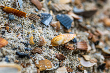 Muscheln