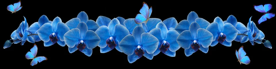 Fototapeten blue butterfly and blue orchid © danilag