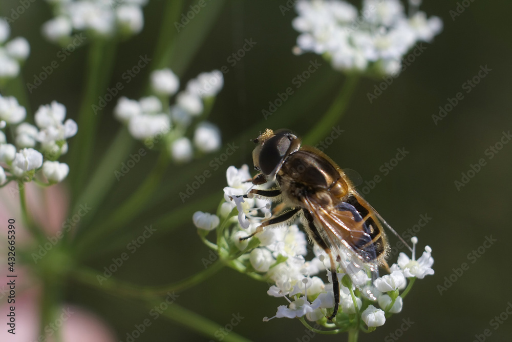 Wall mural bee on a flower