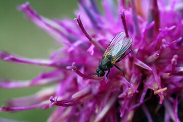 fly on purple flower
