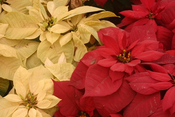 Yellow and Red Poinsettia Flowers Very Close and Ready for the Holiday Season