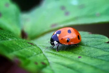 Fotobehang ladybug on leaf © Pavel