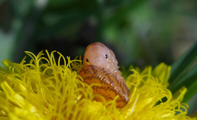 snail on a flower